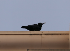 Corvus mellori