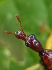 Korotyaevirhinus necopinus