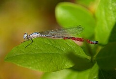 Arrenurus