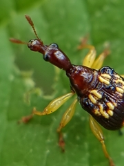 Korotyaevirhinus necopinus