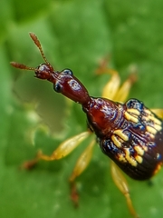 Korotyaevirhinus necopinus
