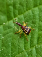 Korotyaevirhinus necopinus