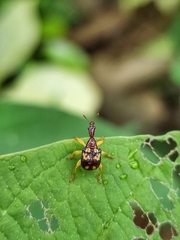 Korotyaevirhinus necopinus