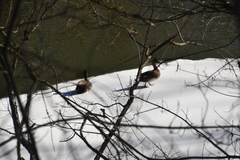 Mareca strepera strepera