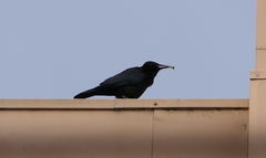 Corvus mellori