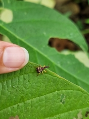 Korotyaevirhinus necopinus