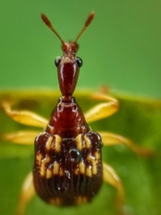 Korotyaevirhinus necopinus