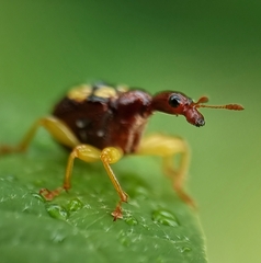 Korotyaevirhinus necopinus