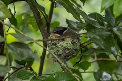 Batis capensis hollidayi