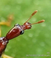 Korotyaevirhinus necopinus