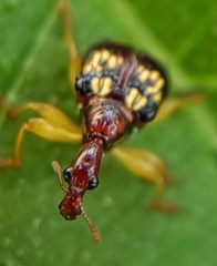 Korotyaevirhinus necopinus