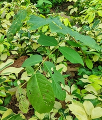 Korotyaevirhinus necopinus