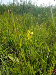 Eulophia welwitschii