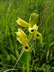 Eulophia welwitschii