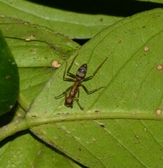 Camponotus cingulatus
