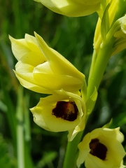 Eulophia welwitschii