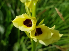 Eulophia welwitschii