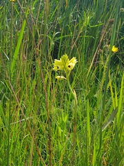 Eulophia welwitschii