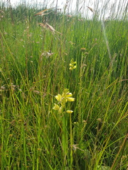 Eulophia welwitschii