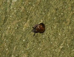 Ovachlamys fulgens
