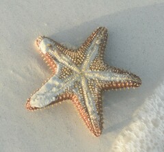 Oreaster reticulatus