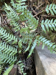 Pteris excelsa