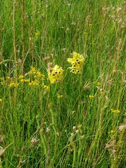 Eulophia welwitschii