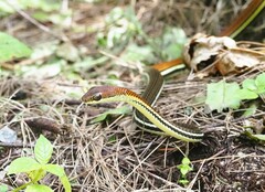 Dendrelaphis caudolineatus