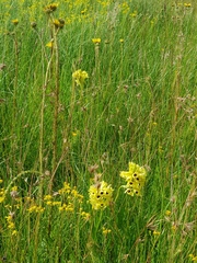 Eulophia welwitschii