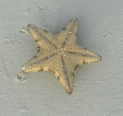 Oreaster reticulatus