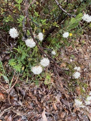 Pimelea imbricata