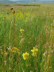 Eulophia welwitschii