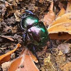 Trypocopris