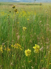 Eulophia welwitschii