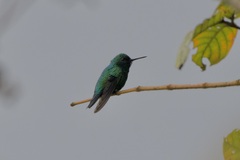 Chlorostilbon melanorhynchus