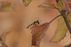 Ischiodon scutellaris