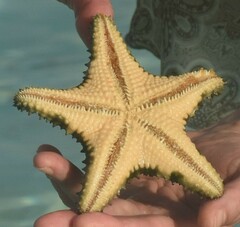 Oreaster reticulatus