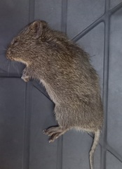 Otomys angoniensis