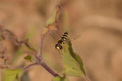 Ischiodon scutellaris