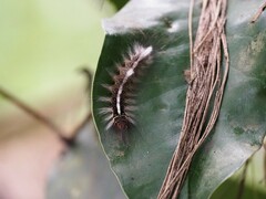 Creatonotos transiens