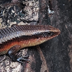 Eutropis multifasciata