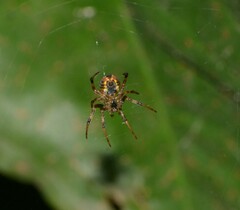 Araneus venatrix