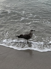 Larus fuscus graellsii