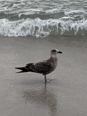 Larus fuscus graellsii