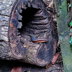 Eutropis multifasciata