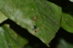 Araneus venatrix