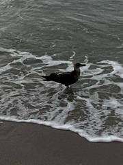 Larus fuscus graellsii