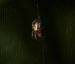 Araneus venatrix