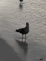 Larus fuscus graellsii