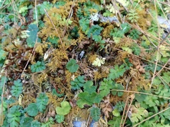 Ellisiophyllum pinnatum